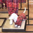 Image 2 : Mannequin chien Teckel en r ...